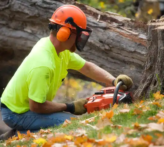 tree services Mattydale